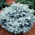 Picea pungens "Glauca Globosa" - smrek pichľavý